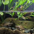 Using Natural Products to Reduce Odors and Maintain Healthy Bacteria Levels in the Tank