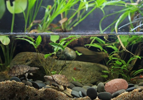 Using Natural Products to Reduce Odors and Maintain Healthy Bacteria Levels in the Tank